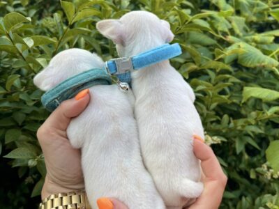 Mini Čivava štenci