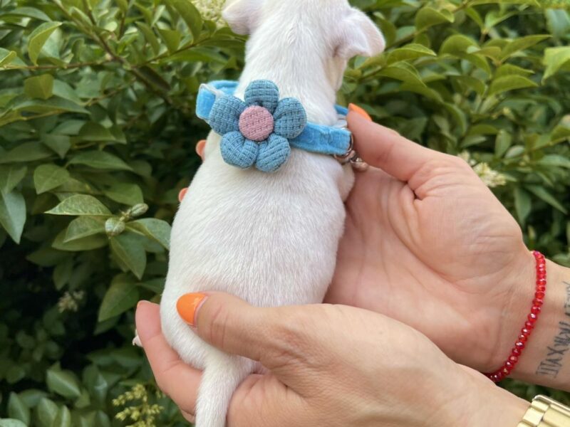 Mini Čivava štenci
