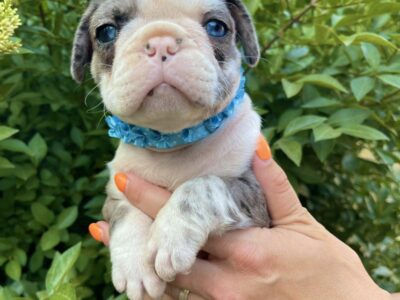 Francuski Buldog PRELEPI štenci