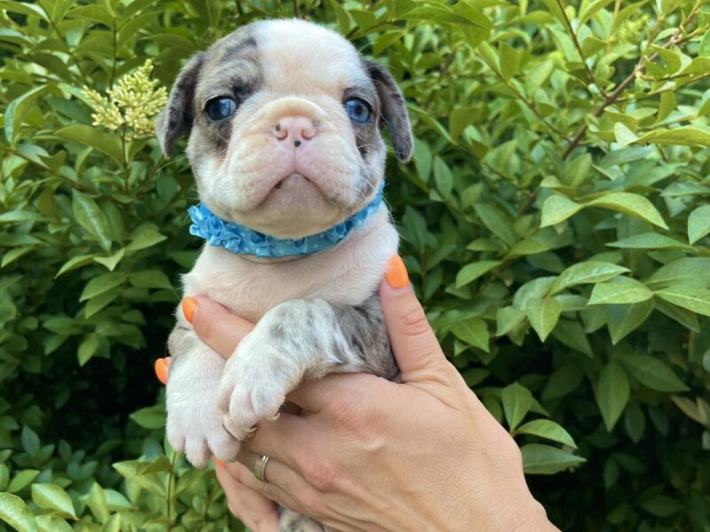 Francuski Buldog PRELEPI štenci