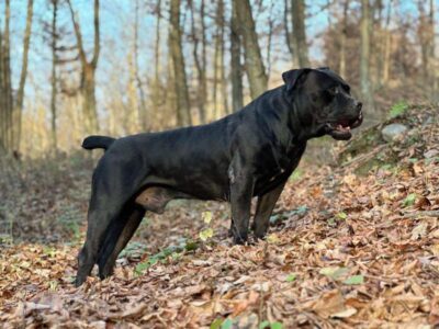 Južnoafrički mastif - Boerboel štenci