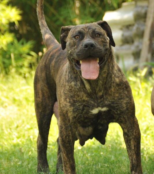 Južnoafrički mastif - Boerboel štenci