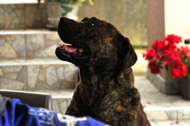 Južnoafrički mastif - Boerboel štenci