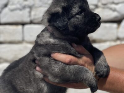 Kavkavski ovčar štenci