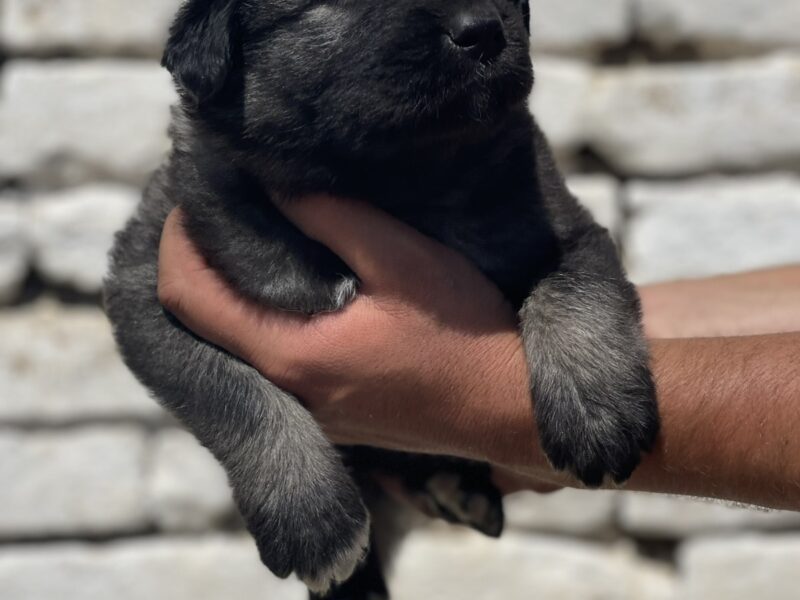 Kavkavski ovčar štenci