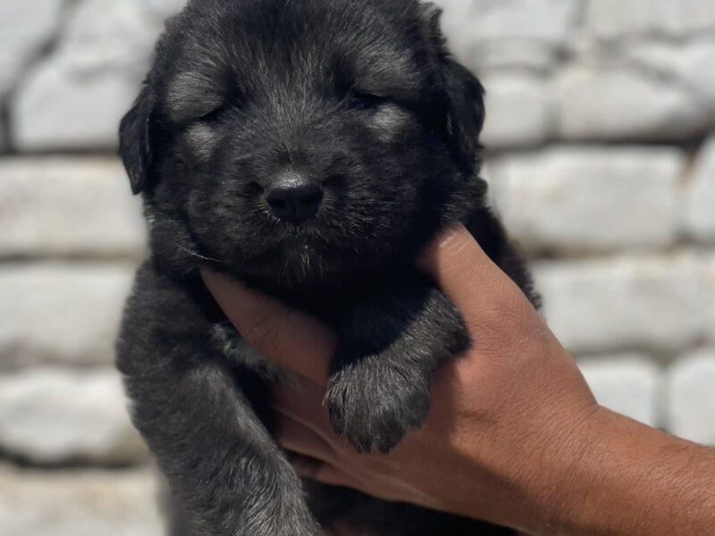 Kavkavski ovčar štenci