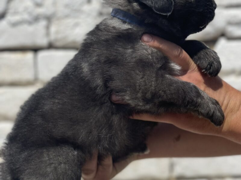 Kavkavski ovčar štenci