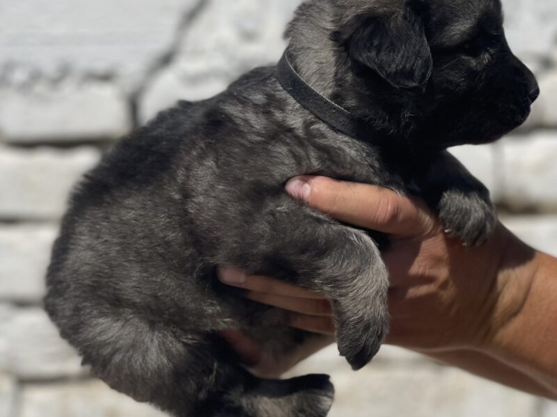 Kavkavski ovčar štenci