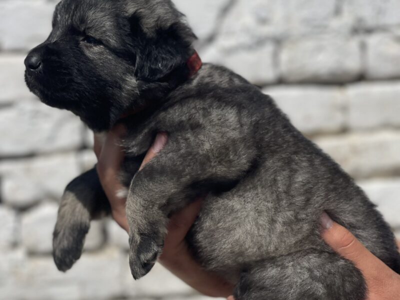 Kavkavski ovčar štenci