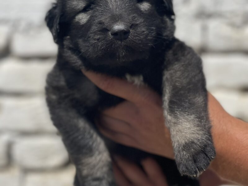 Kavkavski ovčar štenci