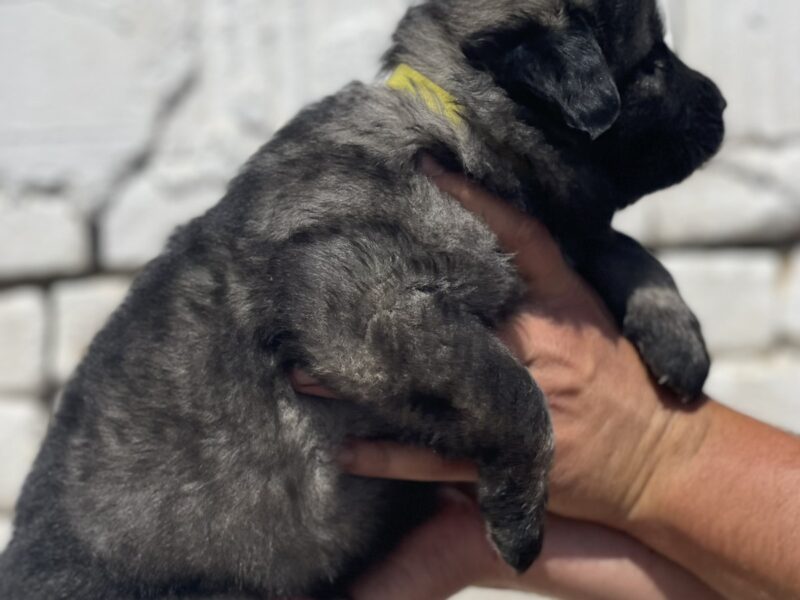 Kavkavski ovčar štenci