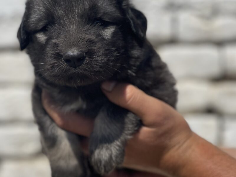 Kavkavski ovčar štenci