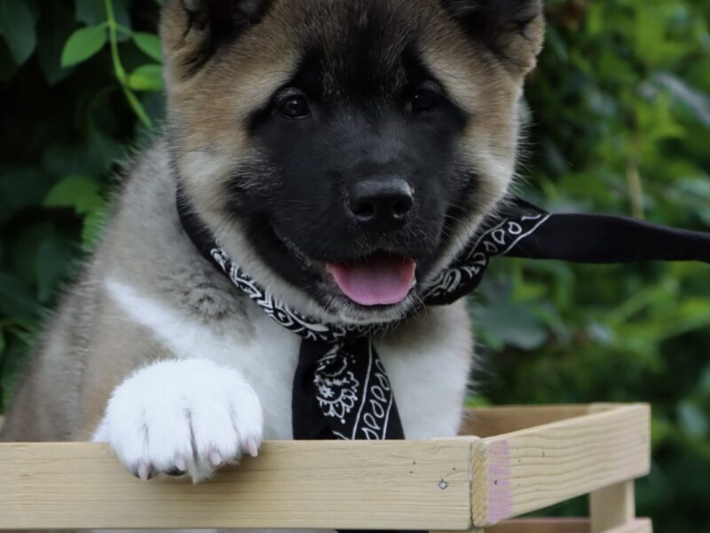 Americka Akita stenci