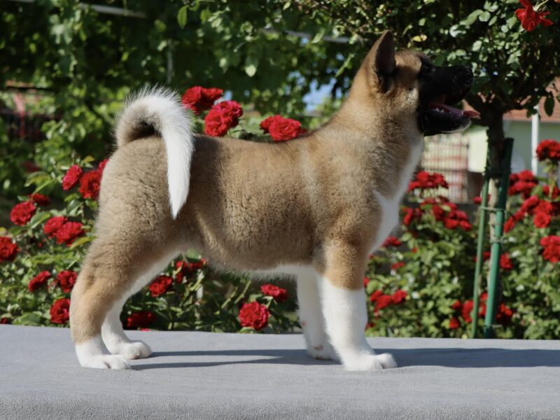 Americka Akita stenci