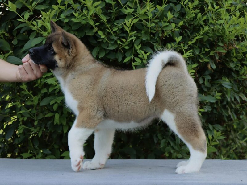 Americka Akita stenci
