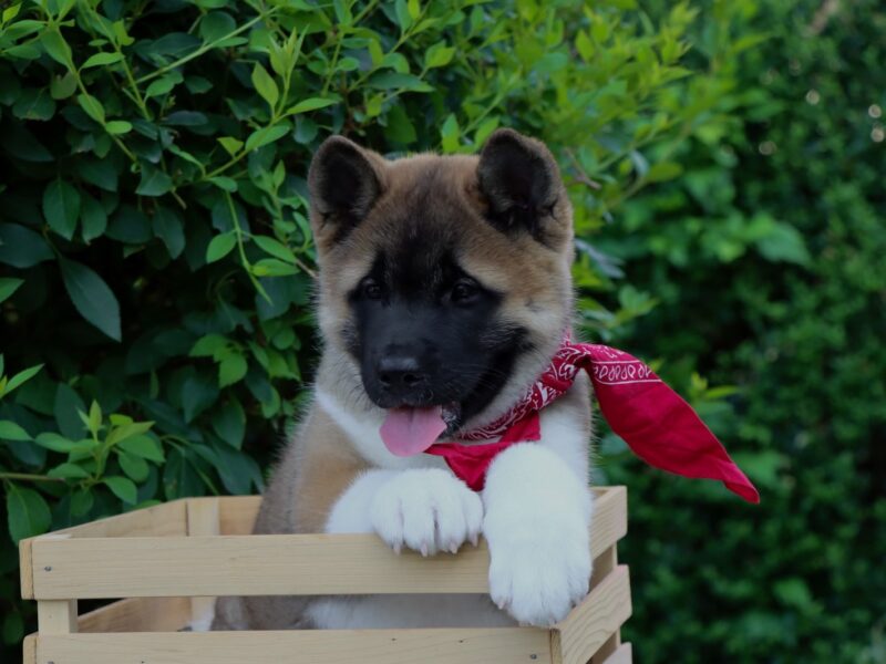 Americka Akita stenci