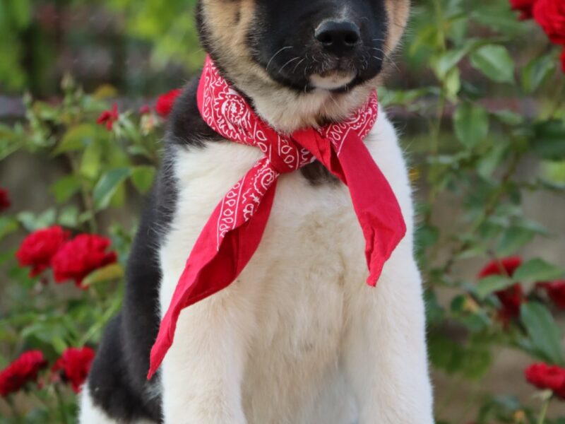 Americka Akita stenci