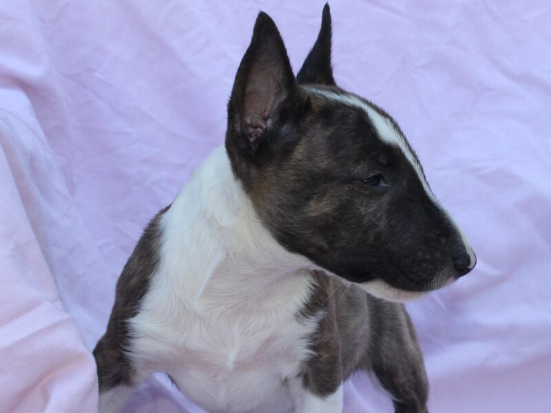 Mini Bull Terijer prelepi štenci