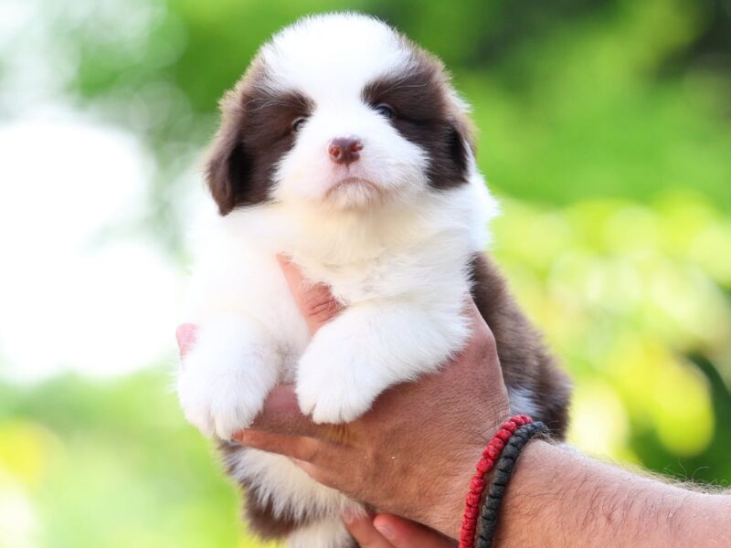 Border Collie Border Koli štenci
