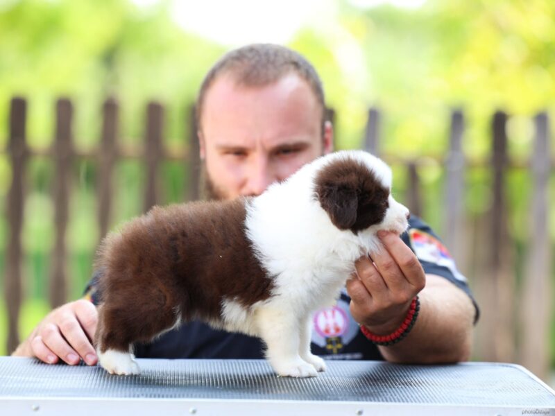 Border Collie Border Koli štenci