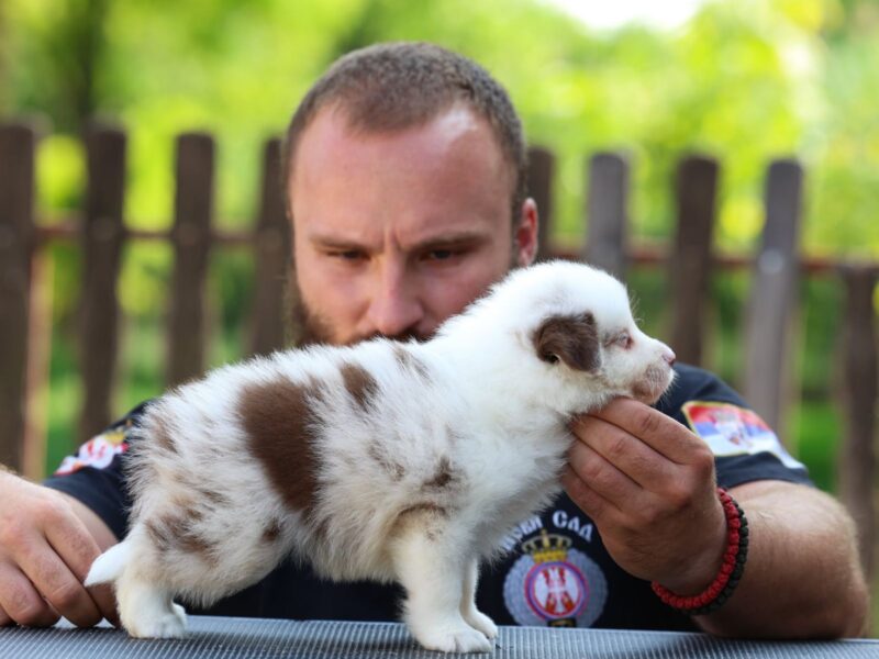 Border Collie Border Koli štenci