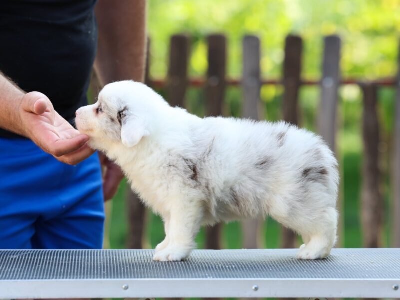 Border Collie Border Koli štenci