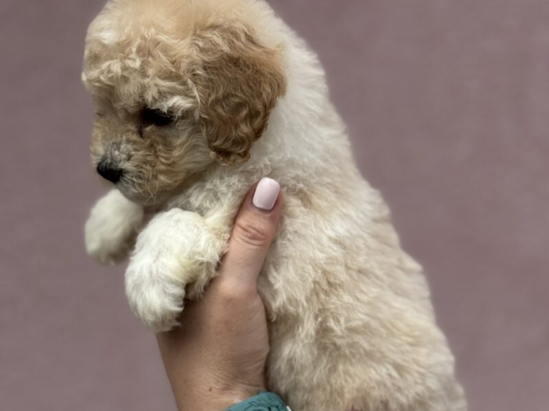 Patuljasta Aprikot Pudla štenci