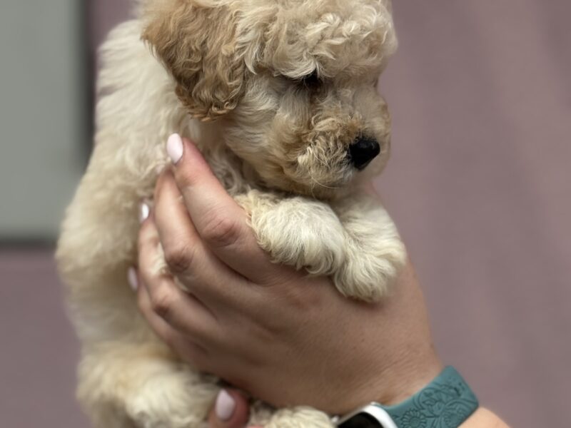 Patuljasta Aprikot Pudla štenci