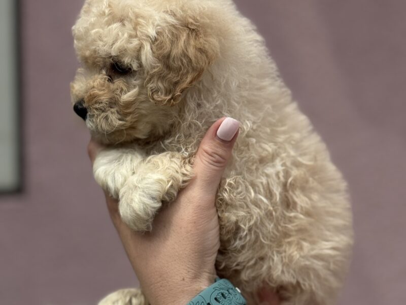 Patuljasta Aprikot Pudla štenci