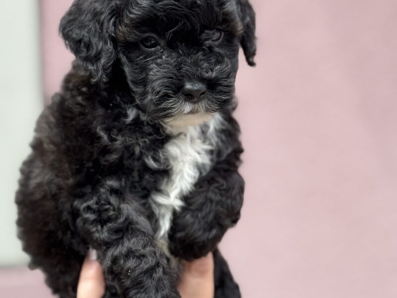 Patuljasta Aprikot Pudla štenci