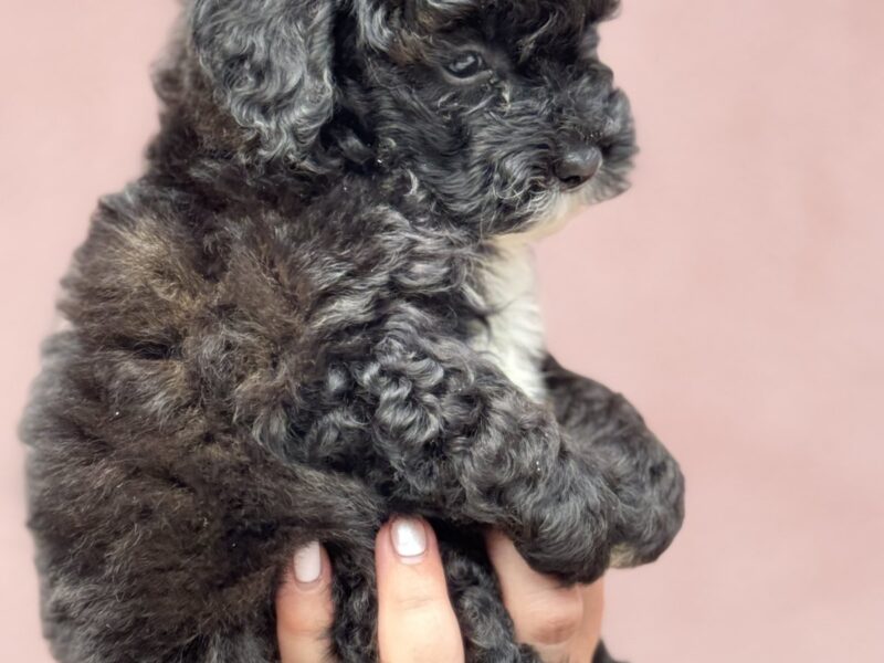 Patuljasta Aprikot Pudla štenci