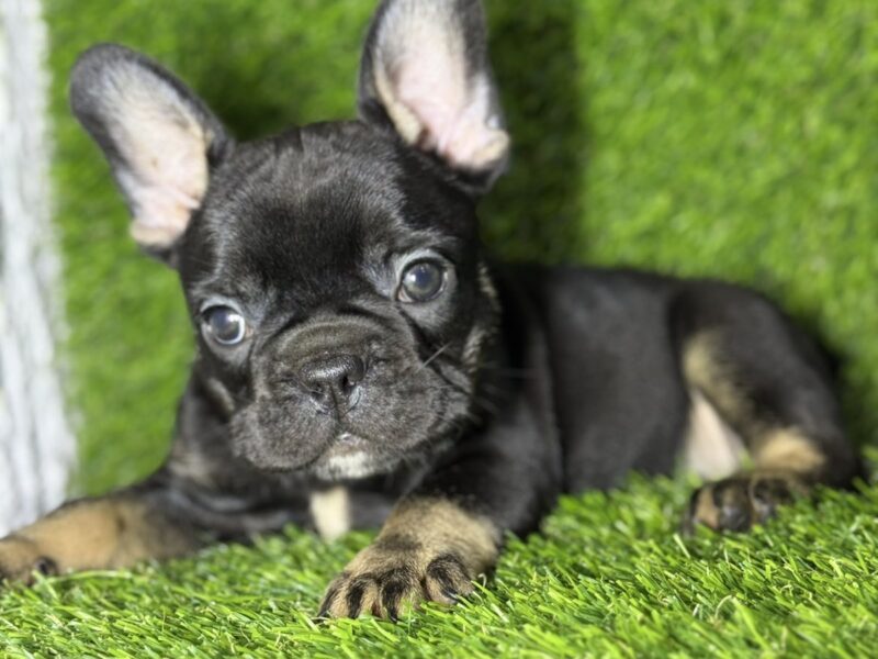 Francuski Buldog prelepi štenci