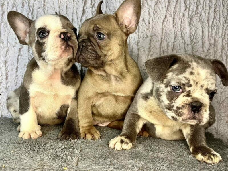 Francuski Buldog prelepi štenci