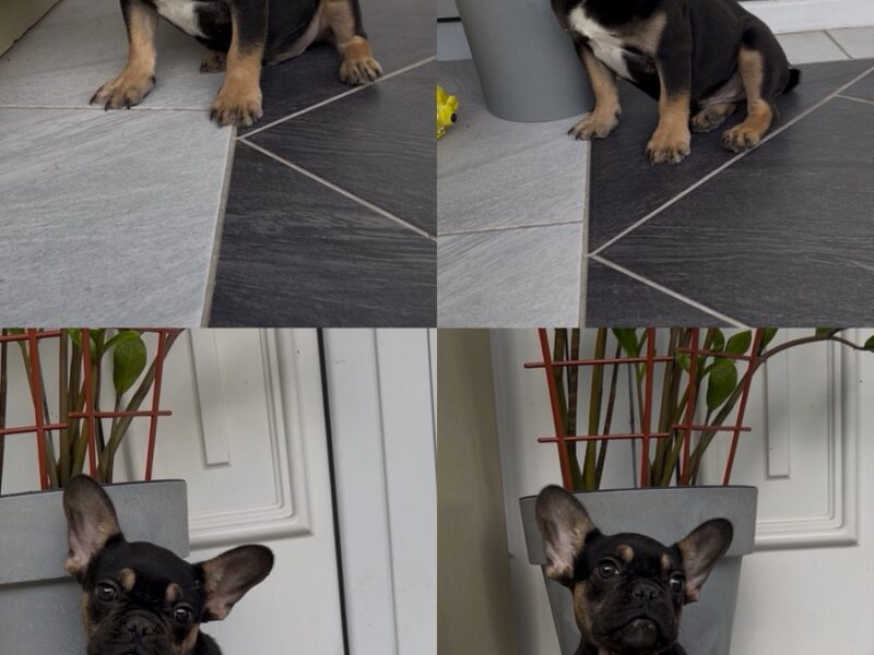 Francuski Buldog black & tan musko stene