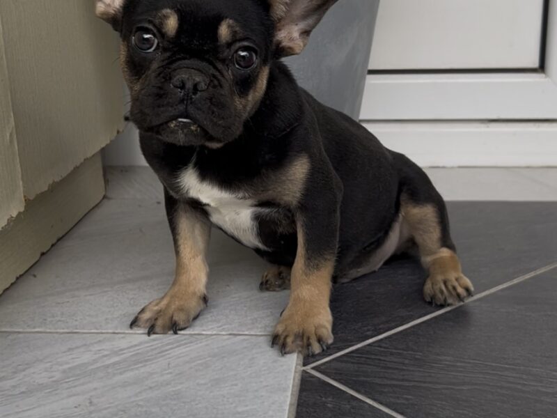 Francuski Buldog black & tan musko stene