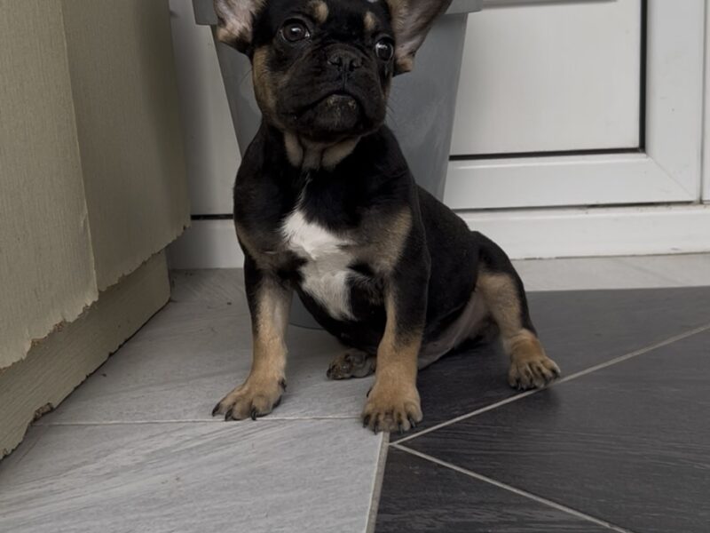 Francuski Buldog black & tan musko stene