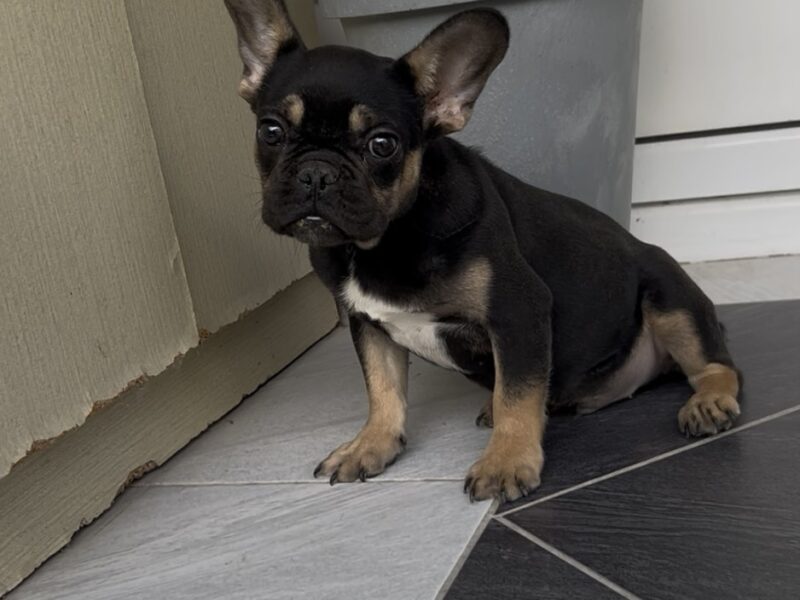 Francuski Buldog black & tan musko stene