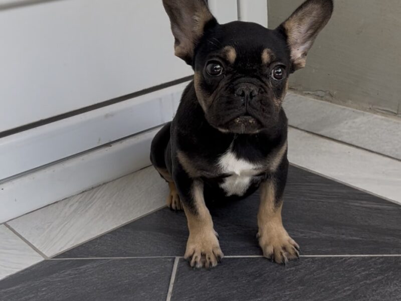 Francuski Buldog black & tan musko stene