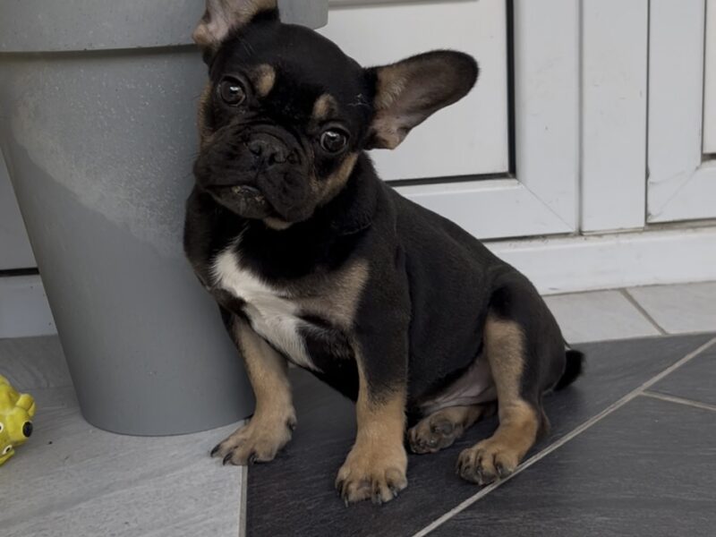 Francuski Buldog black & tan musko stene