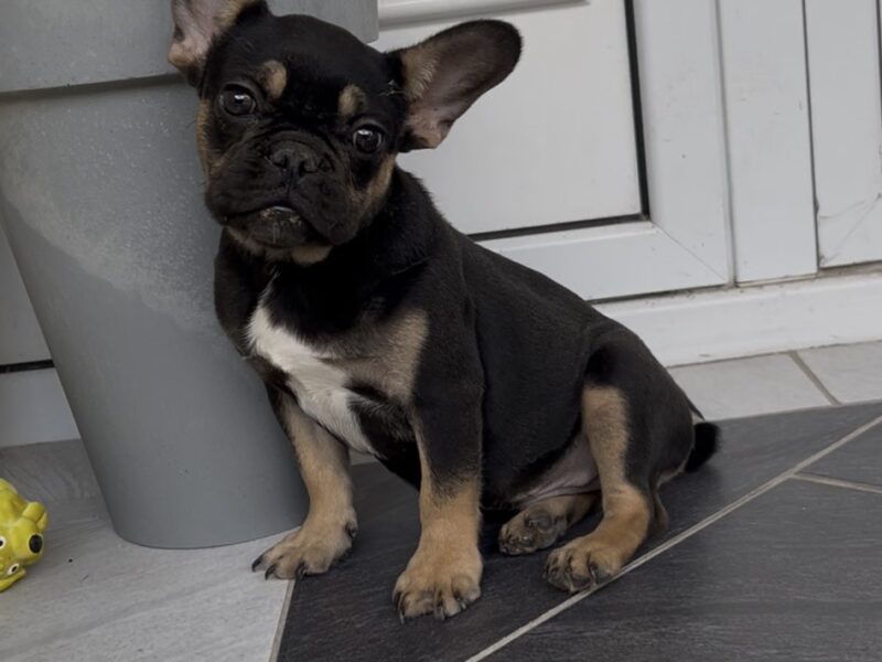 Francuski Buldog black & tan musko stene