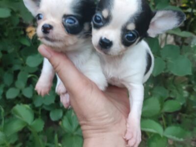 Civava stenci – na prodaju