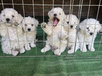 Predivni čistokrvni štenci kovrdžavog bišona - bichon frise