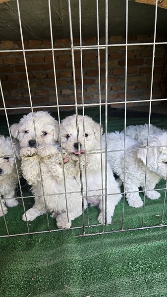Predivni čistokrvni štenci kovrdžavog bišona - bichon frise