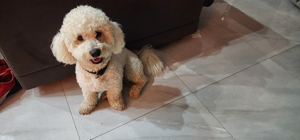 Predivni čistokrvni štenci kovrdžavog bišona - bichon frise