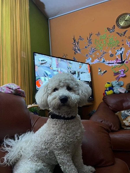 Predivni čistokrvni štenci kovrdžavog bišona - bichon frise