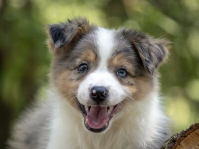 Border koli - Border collie, štenad