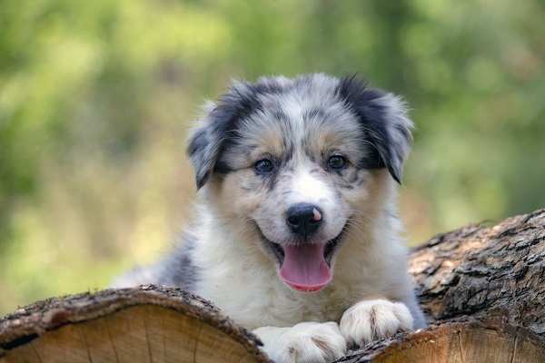 Border koli - Border collie, štenad