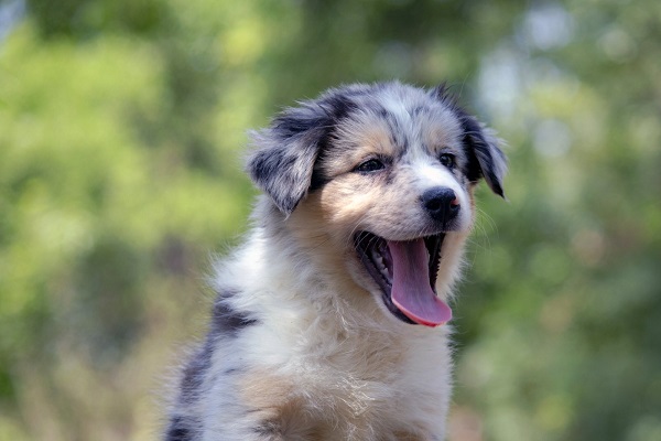 Border koli - Border collie, štenad