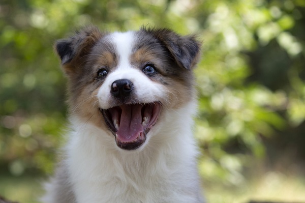 Border koli - Border collie, štenad