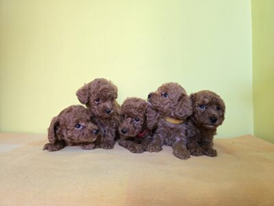 TOY – Tea Cup Crvene Pudle - štenci na prodaju